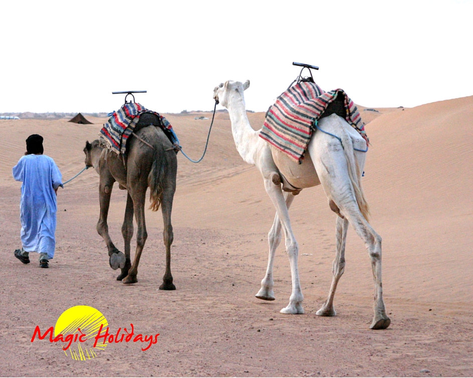 Morocco expeditions Tailor made travels







contact@magicholidaysmaroc.com
natalnatalia.wojnowska@magicholidaysmaroc.com
Tel: 00212 676394466 / 00212 528281001